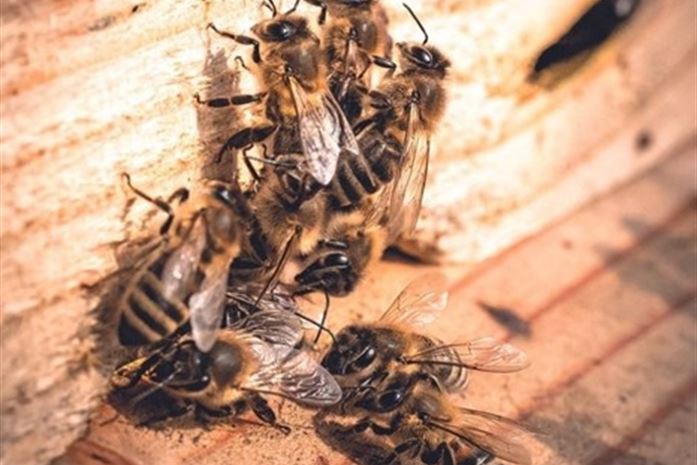 Dbaj o swoje pszczoły! Są one niezbędne dla nas i dla środowiska
